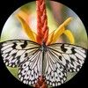monarchh_4123